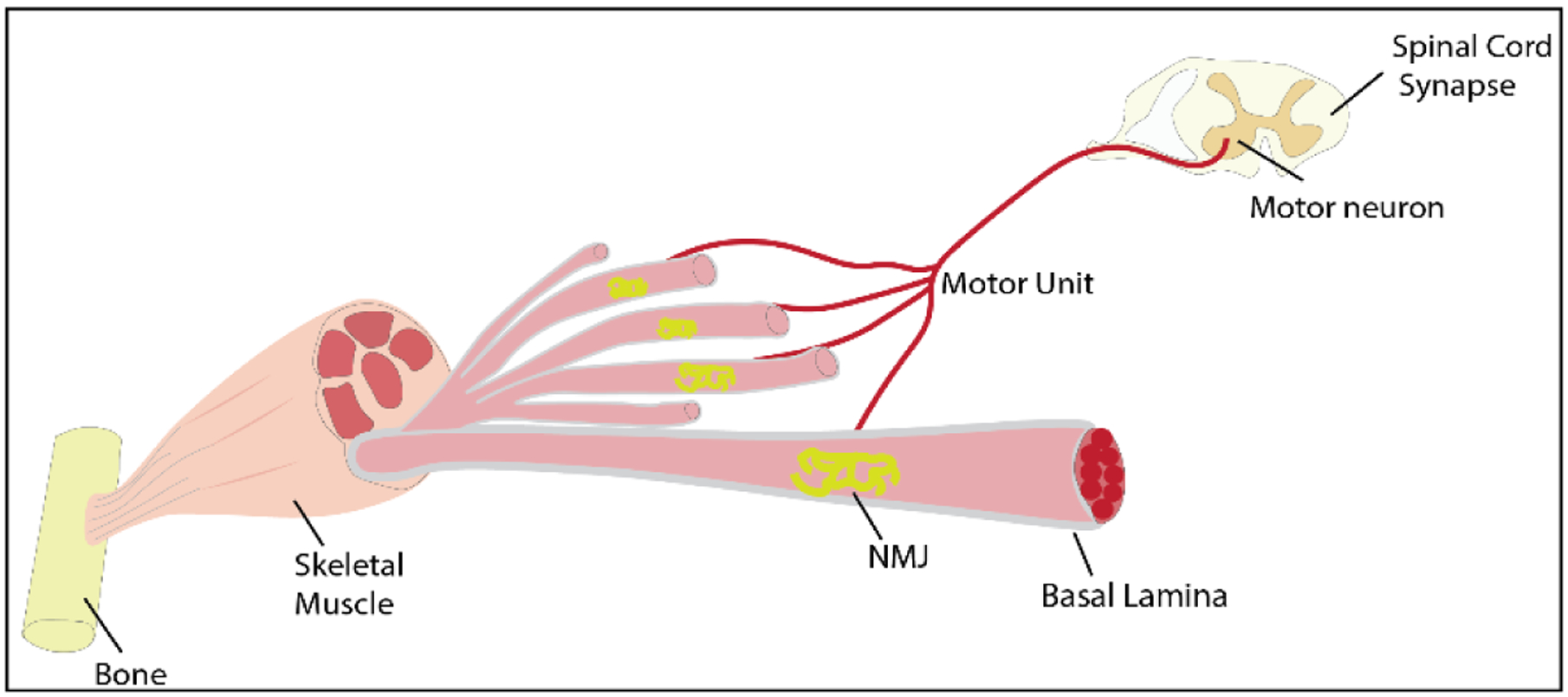 Figure 1: