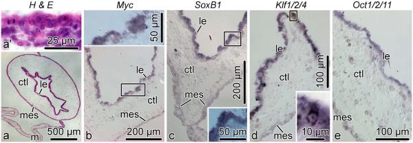 Fig. 10