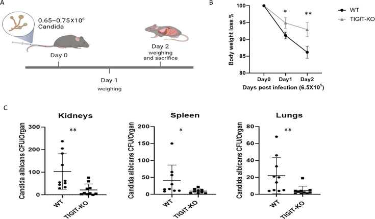 Illustration depicts timeline of Candida infection in mice. Line graph compares body weight loss between WT and TIGIT-KO mice. Scatterplots depict Candida CFU in kidneys, spleen, and lungs of WT and TIGIT-KO mice.