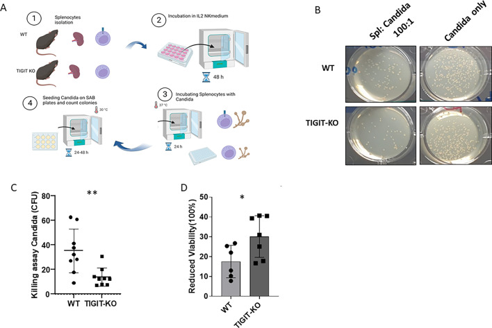 Illustration exhibits experiment with splenocytes from WT and TIGIT-KO mice incubated with Candida. Plates depict Candida colonies for each condition. Bar graphs compare CFU in killing assay and reduced viability between WT and TIGIT-KO splenocytes.