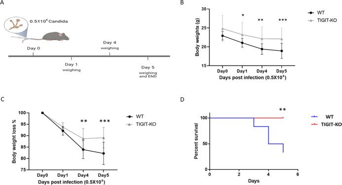 Illustration depicts timeline of Candida infection in mice. Line graphs compare body weights and weight loss between WT and TIGIT-KO mice over 5 days. Survival curve depicts percent survival of WT and TIGIT-KO mice post-infection.