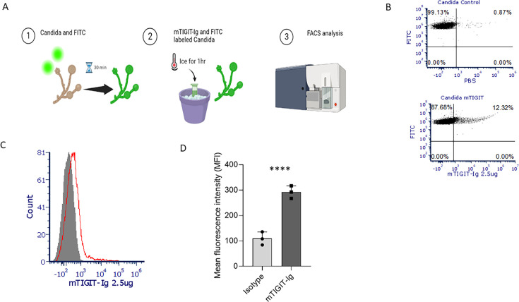 Diagram depicts Candida labeled with FITC, incubated with mTIGIT-Ig, and analyzed by FACS. Flow cytometry plots depict FITC signal in control and mTIGIT-Ig-treated samples. Histogram compares fluorescence intensity.