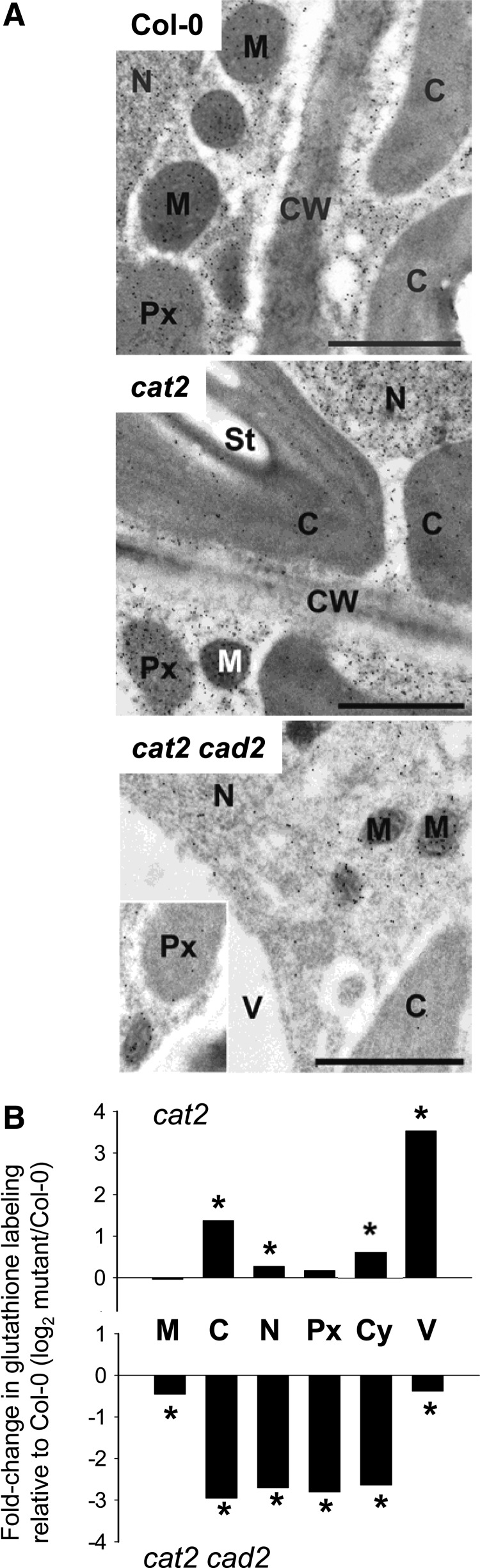 FIG. 2.