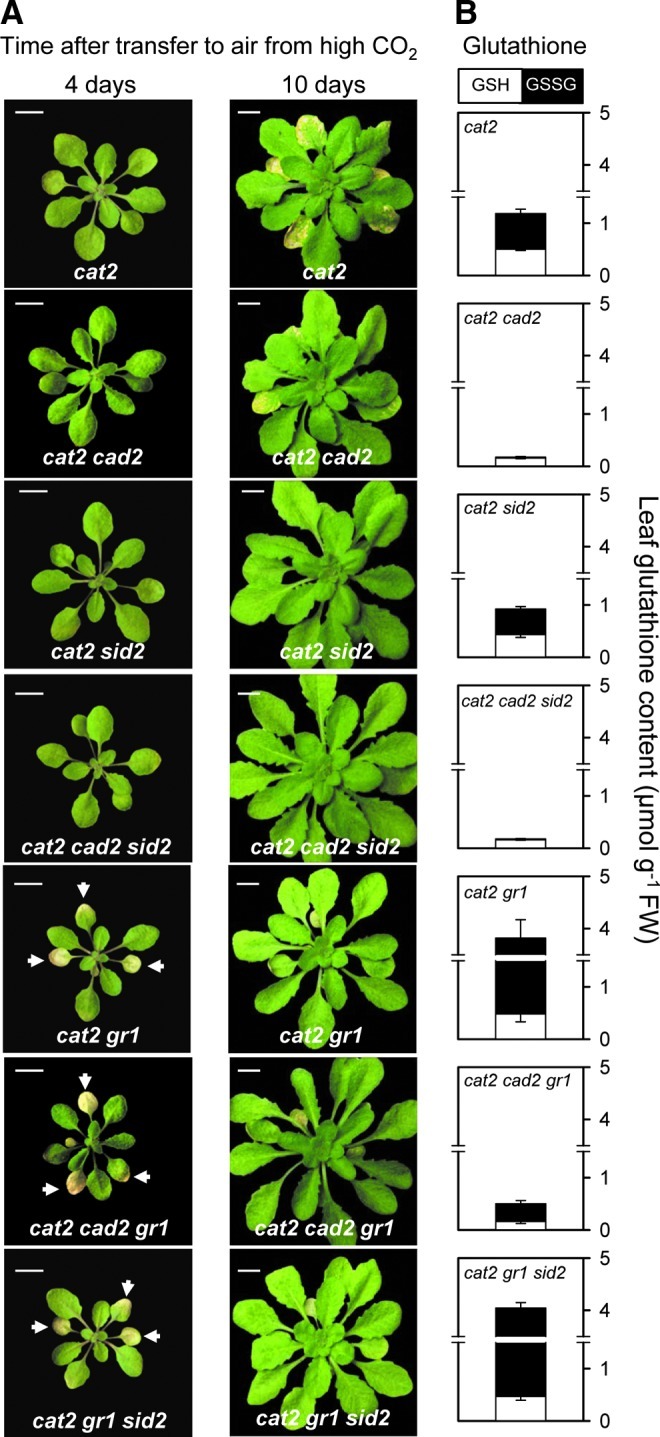 FIG. 4.