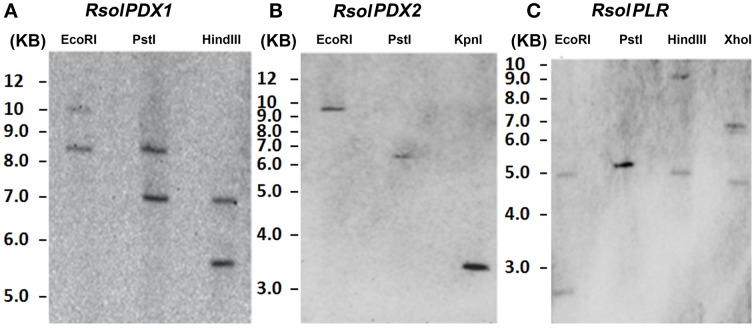 Figure 5