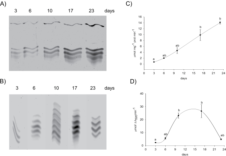 Fig. 12.