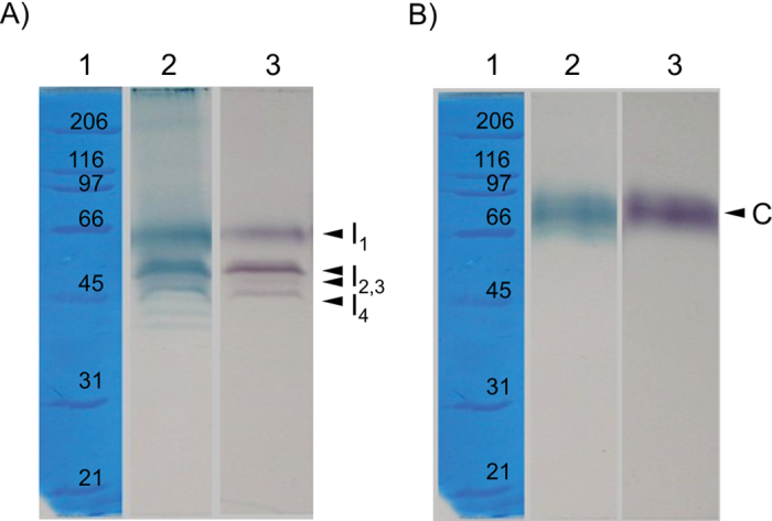 Fig. 1. 