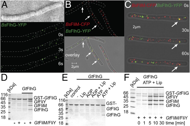 Fig. 4.