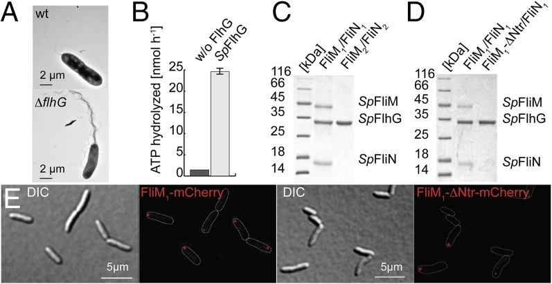 Fig. 5.