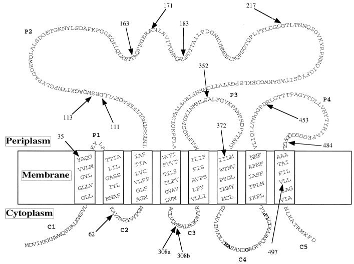 FIG. 1