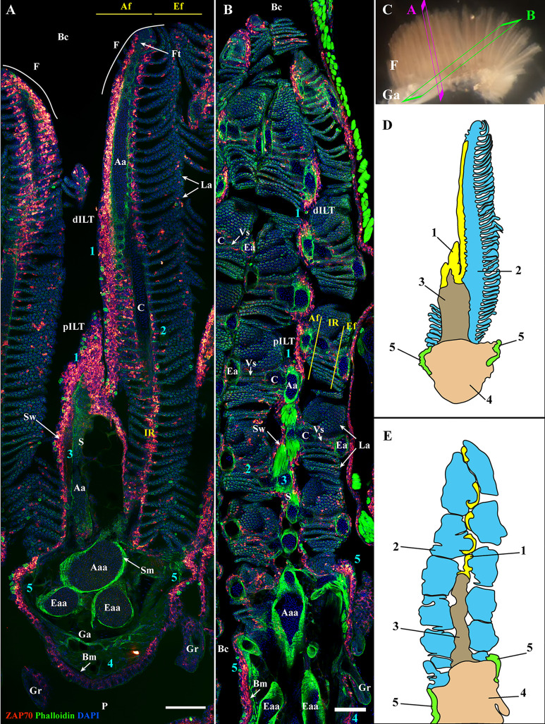 Figure 2