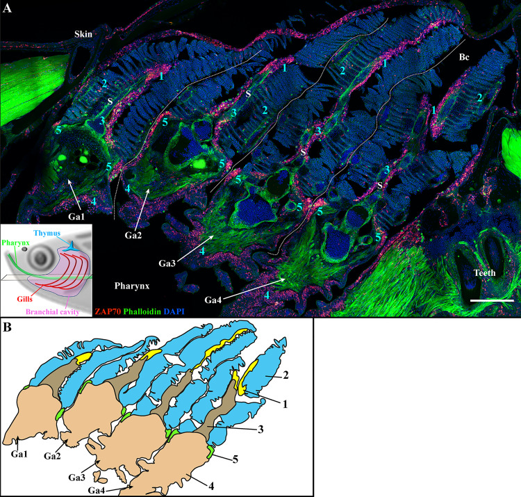 Figure 3