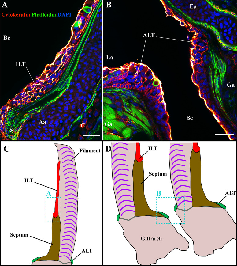 Figure 7