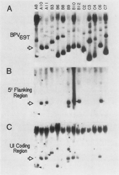 graphic file with name molcellb00102-0134-a.jpg