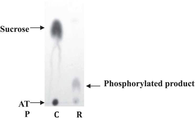 FIGURE 2