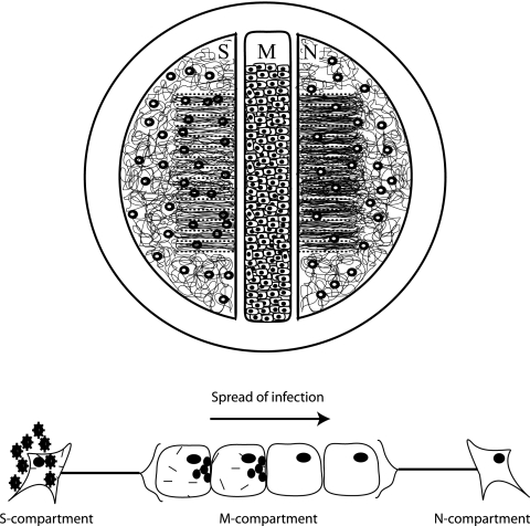 FIG. 1.