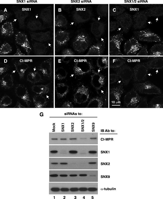 FIG. 9.