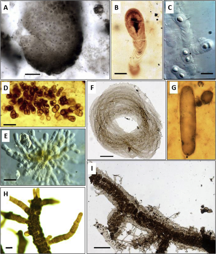 Fig. 1