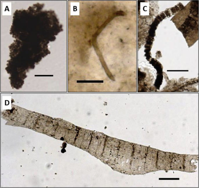 Fig. 2