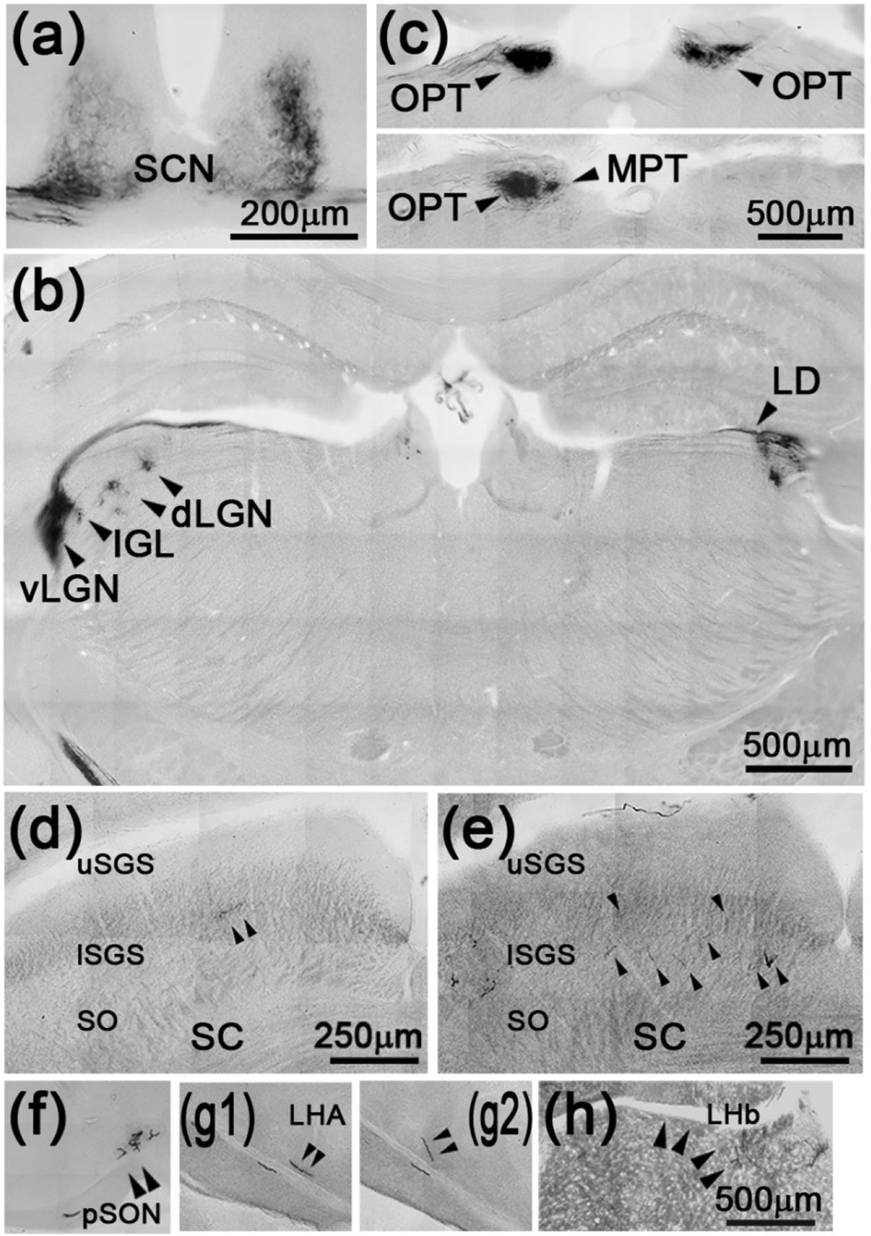 Fig. 11.