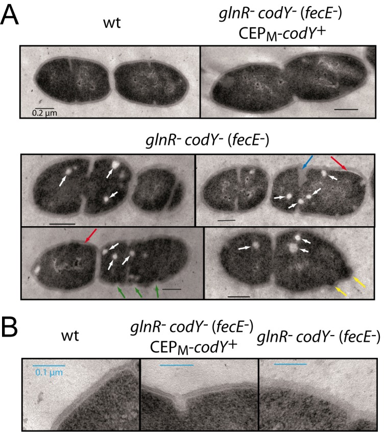 Fig 6