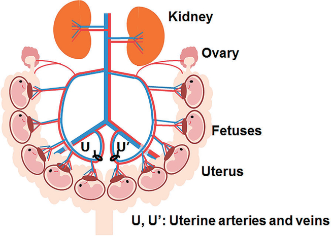 Fig. 7.