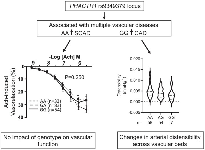 Graphical abstract