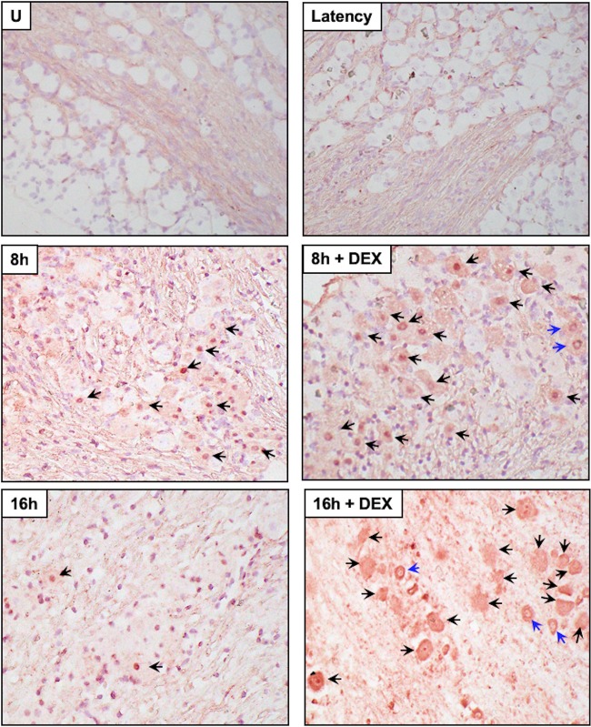 FIG 5