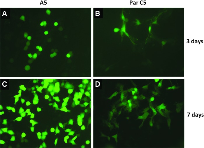 FIG. 2.