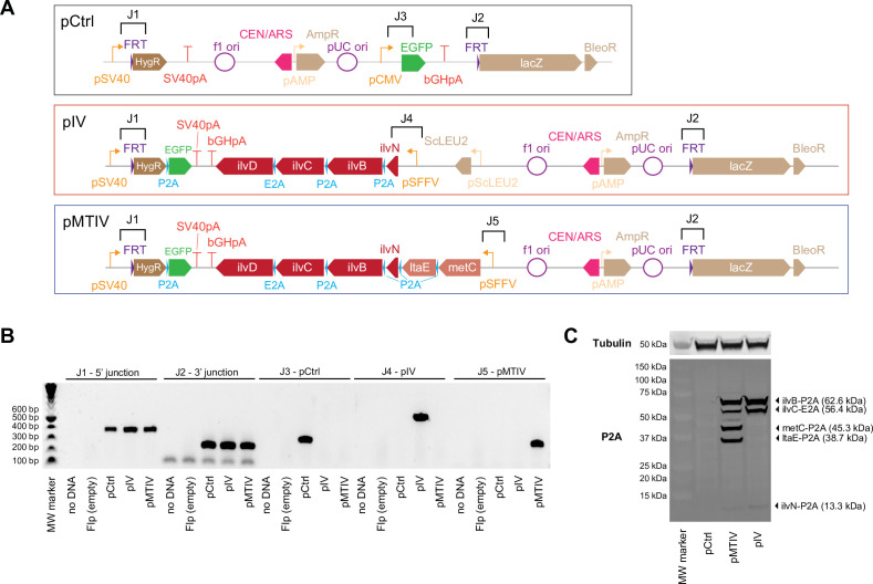 Figure 2—figure supplement 2.