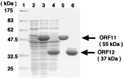 FIG. 7