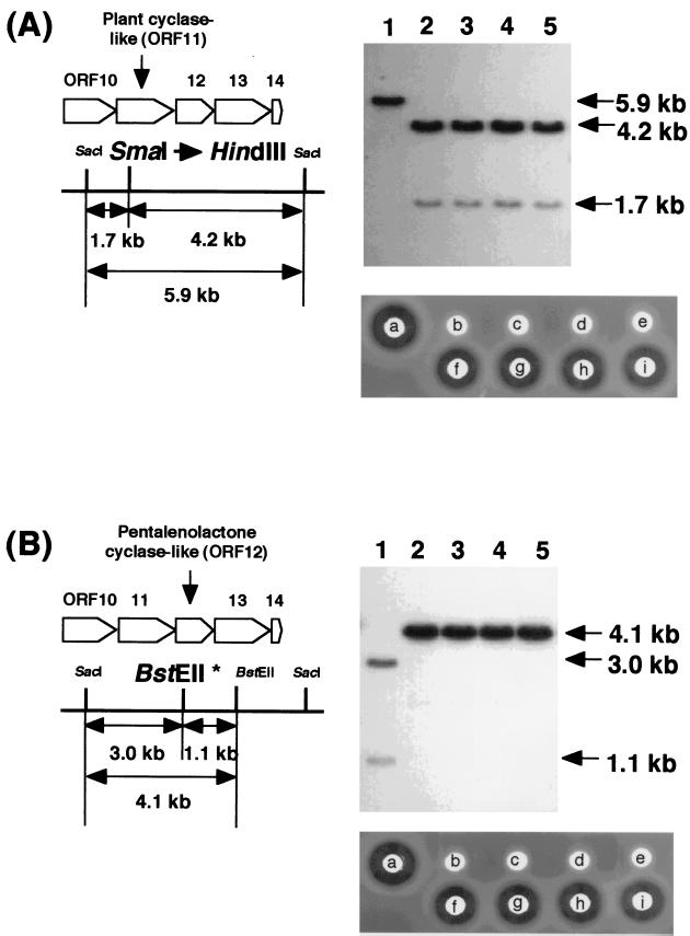 FIG. 6