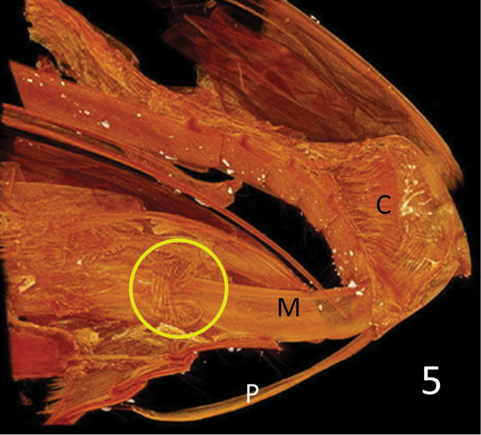 Figure 5.