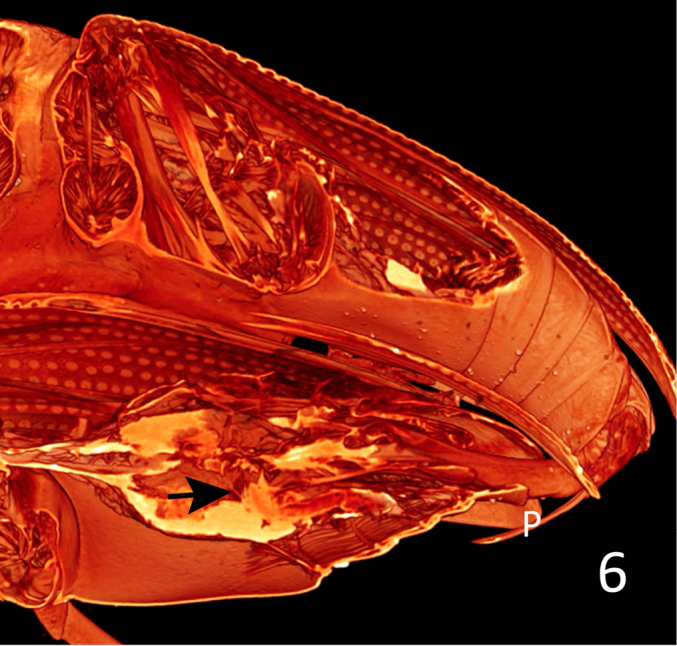 Figure 6.