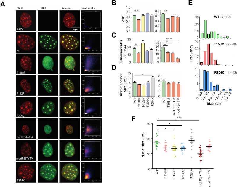 Confocal fluorescence microscopy images of mouse myoblasts nuclei with GFP channel detecting MeCP2 and DAPI channel detecting heterochromatin. Colocalization of MeCP2 to heterochromatic regions is assessed qualitatively and quantitatively.