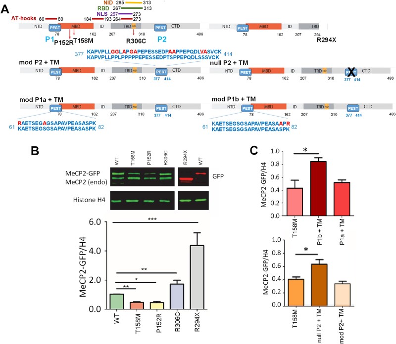 A diagram of MeCP2 domains including its PEST motifs showing the mutants used in this study. A western blot compares total MeCP2 levels in transiently transfected mouse myoblasts.