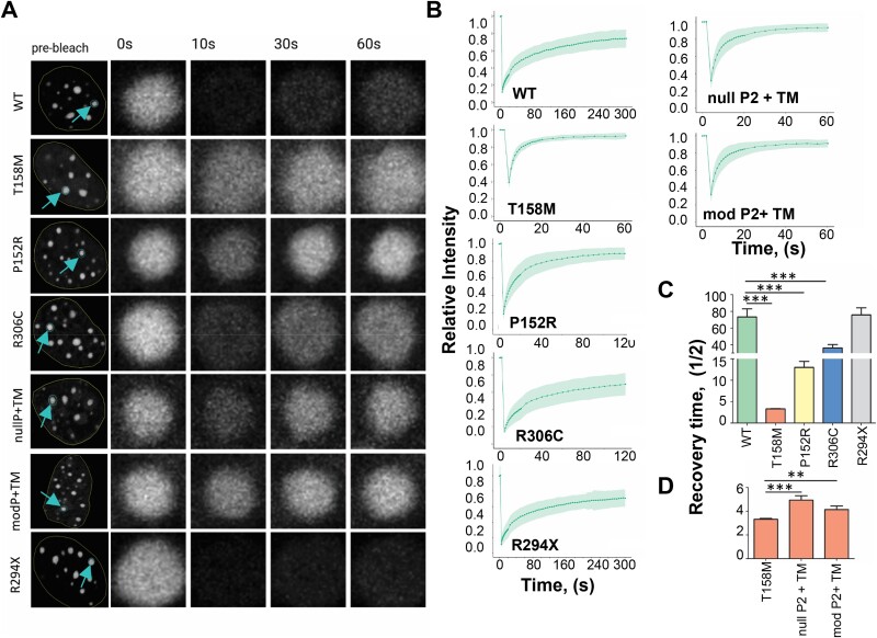 FRAP analysis of transfected C2C12 cells comparing the mobility and binding dynamics to chromocenters of various MeCP2 mutants and constructs.