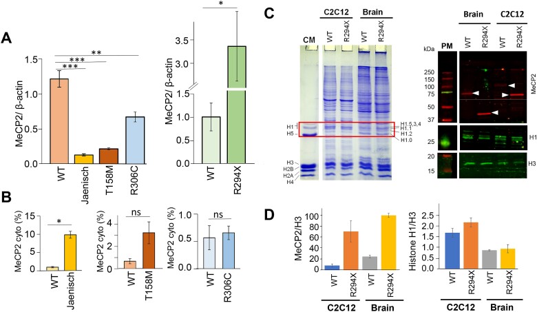 Comparison of MeCP2 levels isolated from whole brain of transgenic male mouse models with using western blots.