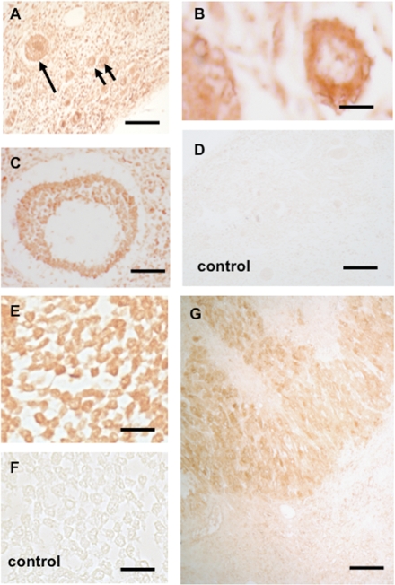 Figure 5