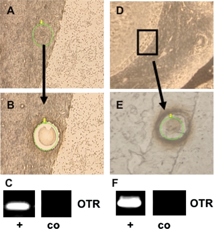 Figure 6