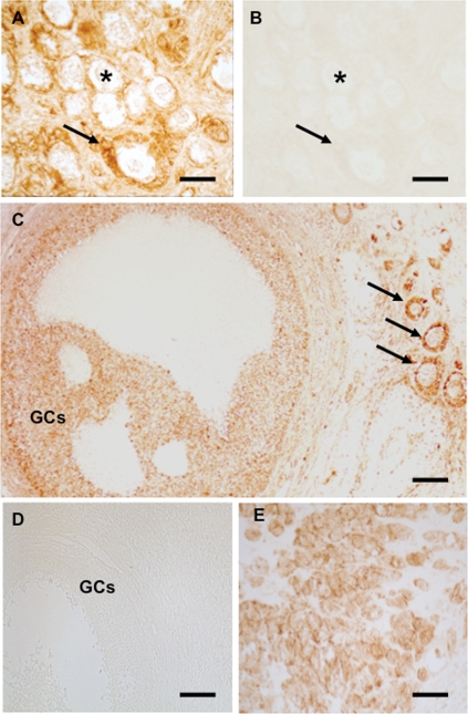 Figure 7