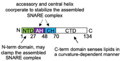 graphic file with name fcell-09-652077-i009.jpg