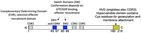 graphic file with name fcell-09-652077-i015.jpg