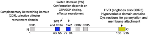 graphic file with name fcell-09-652077-i016.jpg