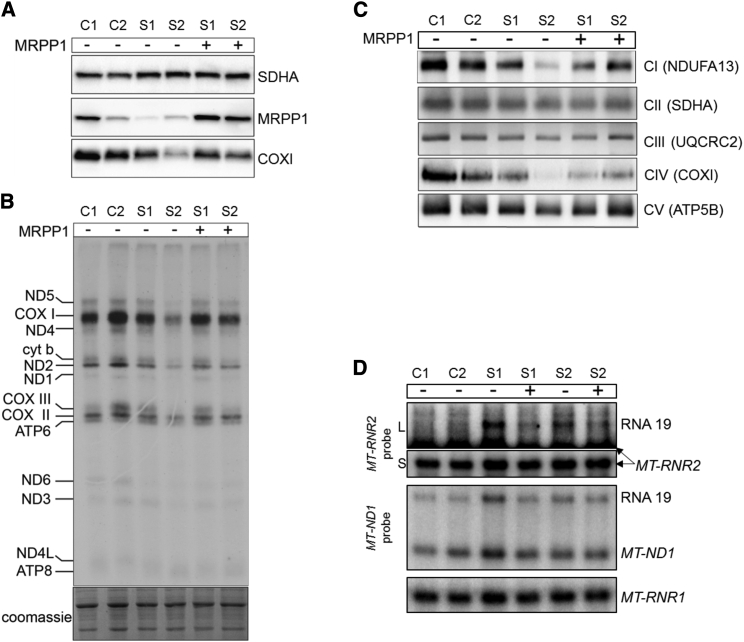 Figure 4