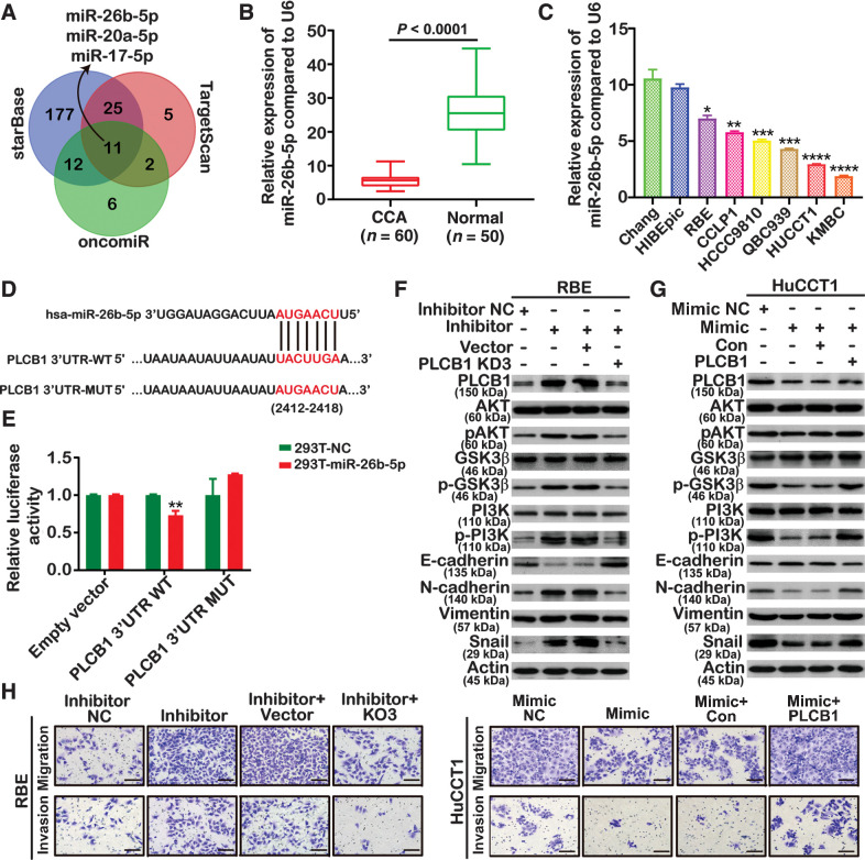 Figure 7. miR-26b-5p targets PLCB1 in a PI3K/AKT/GSK3β/snail manner. A, Analysis using TargetScan, starBase, and OncomiR databases revealed several candidate miRNAs that might regulate PLCB1. B, miR-26b-5p expression was analyzed by qRT-PCR. ****, P < 0.0001, based on Student t test. C, The expression levels of miR-26b-5p in CCA cell lines and normal bile duct and liver cell lines. *, P < 0.05; **, P < 0.01; ***, P < 0.001; ****, P < 0.0001, based on the one-way ANOVA. D, Binding sites of miR-26b-5p in wild-type (WT) 3′-untranslated region (UTR) of PLCB1 and corresponding mutant type were constructed. E, Luciferase-reporter assays showed that luciferase activity of HEK293T transfected with WT 3′-UTR was obviously inhibited by miR-26b-5p overexpression. **, P < 0.01, based on Student t test. F, The expression of the PI3K/AKT pathway and EMT-related markers was analyzed by Western blot after transfecting with miR-26b-5p inhibitor NC (negative control), miR-26b-5p inhibitor, miR-26b-5p inhibitor plus PLCB1 vector, and miR-26b-5p inhibitor plus PLCB1-KD3. G, The expression of the PI3K/AKT pathway and EMT-related markers was analyzed by Western blot after transfecting with miR-26b-5p mimic NC (negative control), miR-26b-5p mimic, miR-26b-5p mimic plus PLCB1 Con, and miR-26b-5p mimic plus PLCB1. H, Migration and invasion assays were performed in HuCCT1 and RBE cell lines transfected with miR-26b-5p inhibitor NC (negative control), miR-26b-5p inhibitor, miR-26b-5p inhibitor plus PLCB1 vector, miR-26b-5p inhibitor plus PLCB1-KD3, miR-26b-5p mimic NC (negative control), miR-26b-5p mimic, miR-26b-5p mimic plus PLCB1 Con, and miR-26b-5p mimic plus PLCB1. Scale bars, 100× = 400 μm. All experiments were implemented three times, and data are presented as mean ± SD.