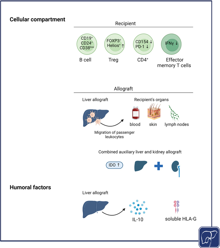 Fig. 2 Mechanisms of immunoprotection provided by the liver to other organ allografts.