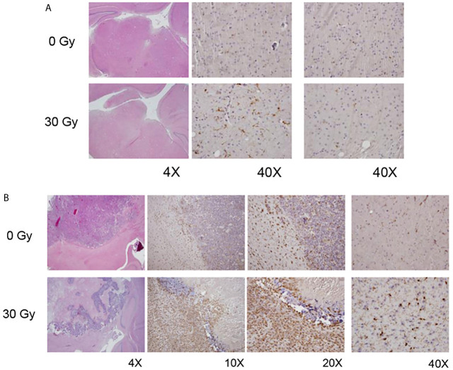 Figure 4