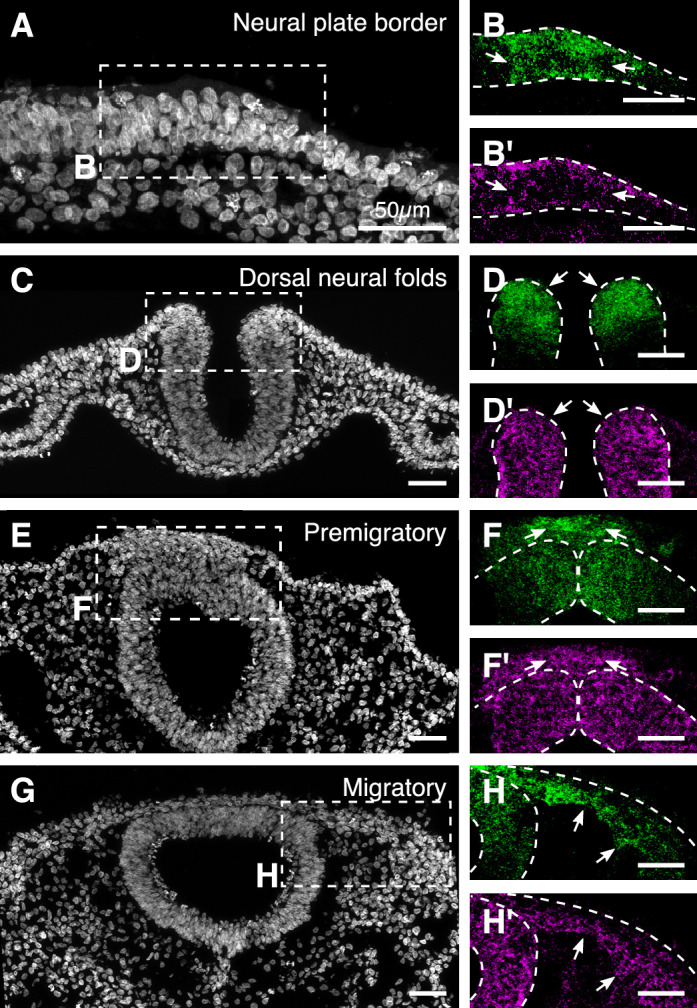 Figure 2—figure supplement 1.