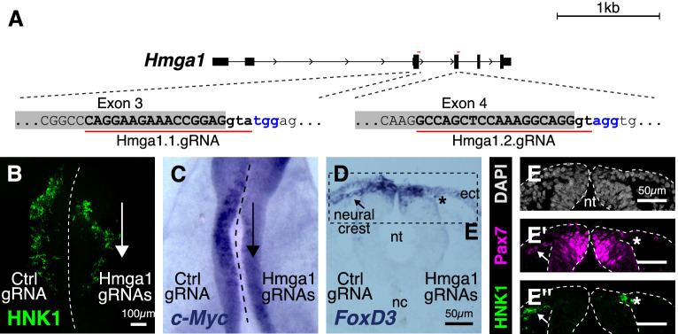 Figure 3—figure supplement 1.